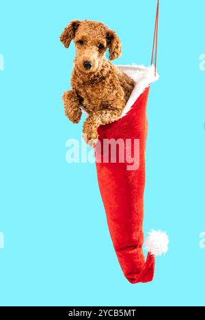 A cute curly-haired poodle puppy peeks out from a red Christmas stocking against a vivid blue background, illustrating a playful and festive holiday t Stock Photo