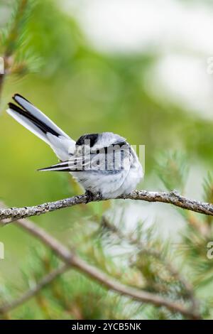 A white wagtail, Motacilla alba, meticulously preening its feathers while perched on a tree branch, surrounded by soft green foliage Stock Photo