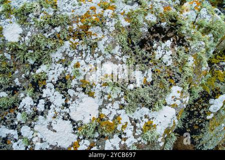 Lichen on Limestone, Connemara, Ireland. Stock Photo