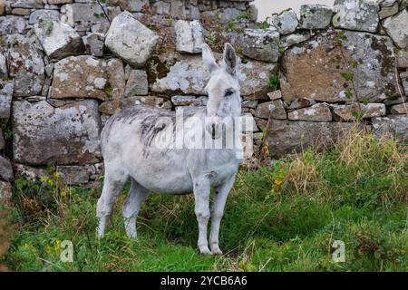 white donkey, connemara, ireland Stock Photo
