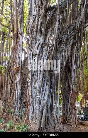 Park, garden, Les Jardin de la Compagnie, giant Bayan trees, Banyan Tree (Ficus benghalensis), Port Louis, Indian Ocean, island, Mauritius, Africa, Ga Stock Photo