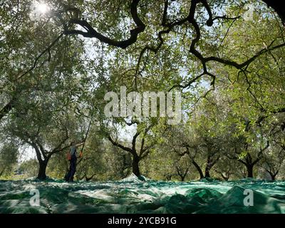 Man harvest olives using a hand operated machine with battery pack, surrounded by trees and branches in Montefiascone,Italy. October 21, 2024 Stock Photo