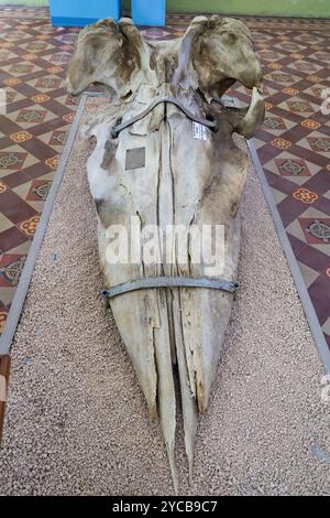 Jaw, sperm whale (Physeter macrocephalus, syn.: Physeter catodon), Natural History Museum, Mauritius Institute, Port Louis, Indian Ocean, island, Maur Stock Photo