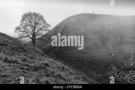 Hadrian's wall and distinctive tree (sycamore gap) along the ridge of Peel crags flanked by moorland and farmland in autumn. Stock Photo