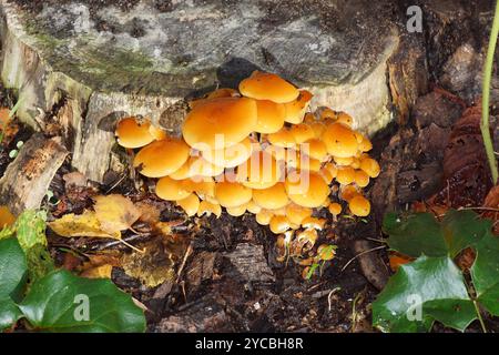 Velvet Foot (Flammulina velutipes), or the similar Flammulina elastica, Flammulina fennae. Mushrooms near the sawed-off trunk of a horse chestnut tree Stock Photo