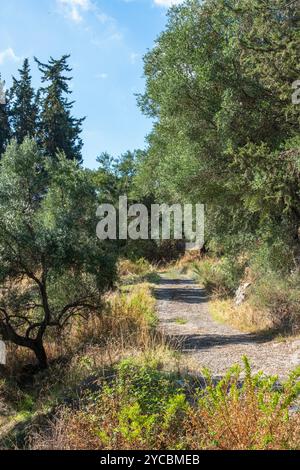 wooded pathway or track through the Greek countryside lined with olive trees and grasses. Stock Photo