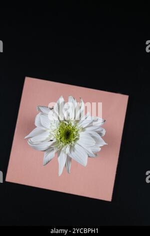 A white flower on a colorful geometric background. Stock Photo