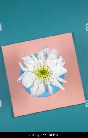 A white flower on a colorful geometric background. Stock Photo