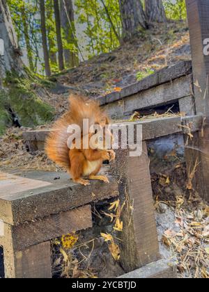 In the park, a red squirrel eats walnuts, backlit by the sun. Stock Photo