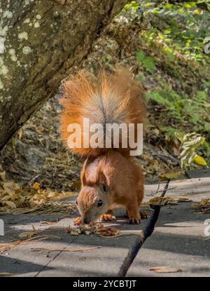 In the park, a red squirrel eats walnuts, backlit by the sun. Stock Photo