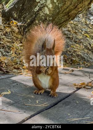 In the park, a red squirrel eats walnuts, backlit by the sun. Stock Photo