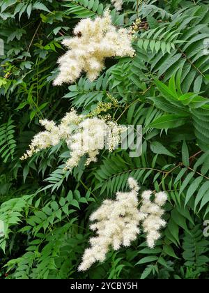 False spirea (Sorbaria sorbifolia) blossoming Stock Photo