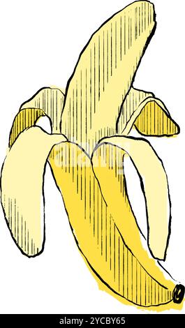 Hand drawn opened peeled banana. Whole banana fruit with peel clip art Vector graphic illustration Stock Vector