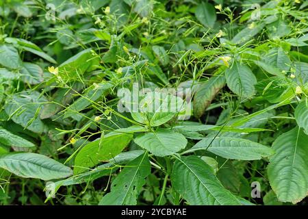 Small balsam (Impatiens parviflora); plants with  buds; flowers and seeds Stock Photo