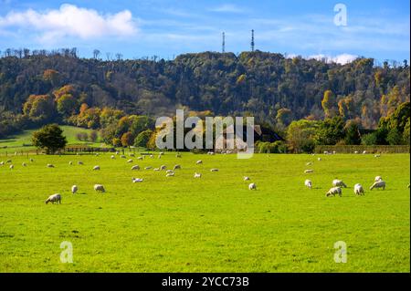 Flock of recently sheared sheep on a grass field, a stone farmhouse and South Downs hill in autumn colours in the Sutton area of West Sussex, England. Stock Photo