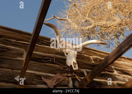 Large cow skull handing from a building in the old west recreation of an 1880s town used for filmmaking, Pioneertown, California. Stock Photo