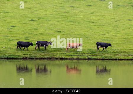 dairy cows walk in line at the lake on the farm on countryside of Brazil. Reflex on water Stock Photo