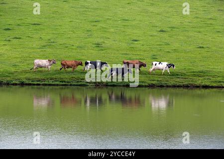 dairy cows walk in line at the lake on the farm on countryside of Brazil. Reflex on water Stock Photo