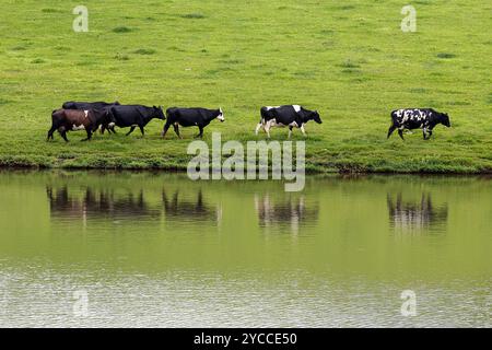 dairy cows walk in line at the lake on the farm on countryside of Brazil. Reflex on water Stock Photo