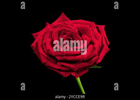 Fresh bright red rose with water drops on black background close-up. Isolated red flower. Concept of romance, Valentine's Day or anniversary. Stock Photo