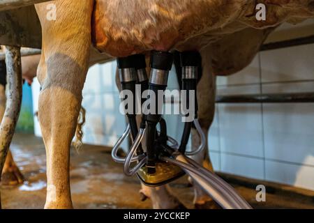 cows being milked at countryside of Minas Gerais, Brazil Stock Photo