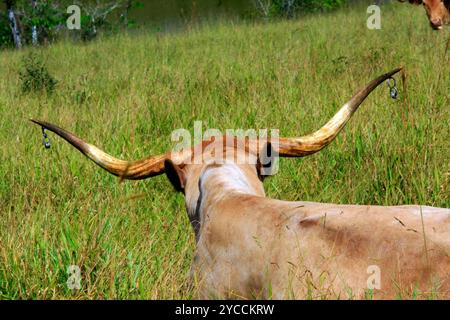 Texas longhorn cattle grazing on pasture. in a ranch on coutryside of Brazil Stock Photo