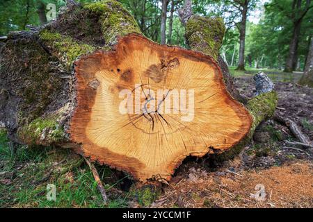 Tree trunk cut in a forest with the stump and the centre of the tree visible Stock Photo
