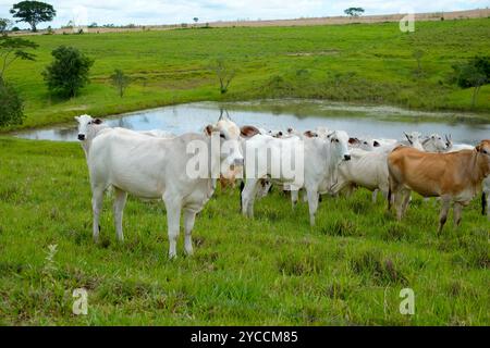 cattle Nelore, bovine originating in India and race representing 85% of the Brazilian cattle for meat production on farm. Brazil Stock Photo