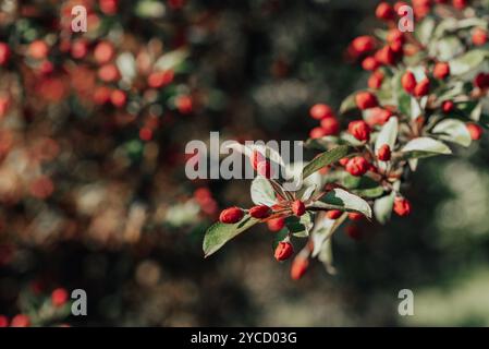 Apple tree branch with flower buds at spring Stock Photo