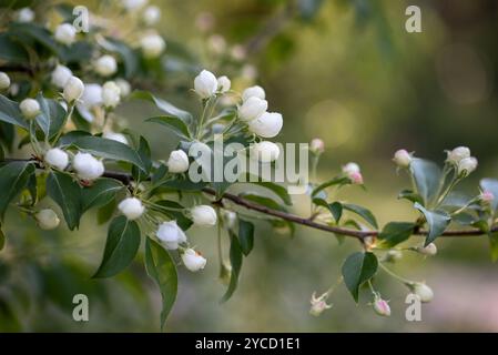Apple tree branch with flower buds at spring Stock Photo