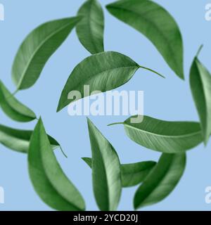 Green leaves swirling in air on light blue background Stock Photo