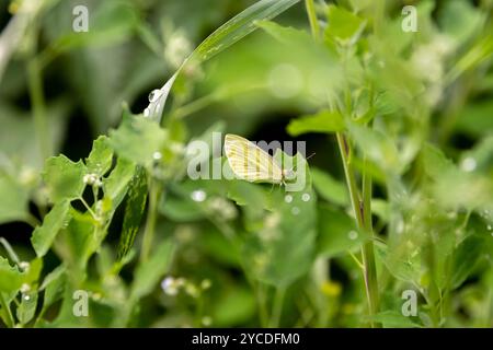 Beautiful Gram Blue Butterfly (Euchrysops cnejus) spreads wings Stock Photo