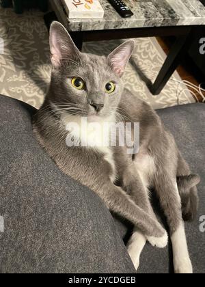 Elegant grey cat with luminous yellow eyes lounging regally on dark couch, white paws and chest gleaming like moonlight against velvet shadows. Stock Photo