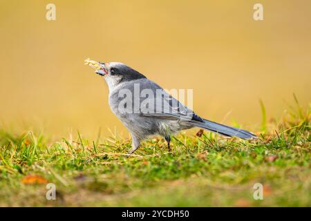 Canada Jay foraging in Southcentral Alaska. Stock Photo