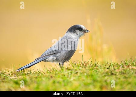 Canada Jay foraging in Southcentral Alaska. Stock Photo