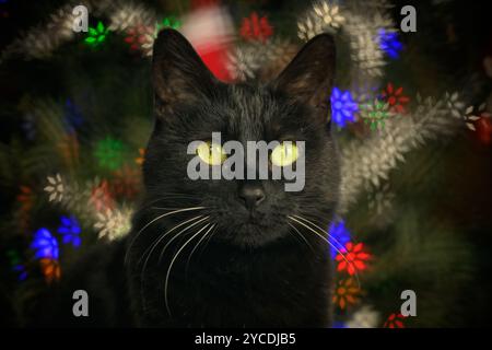 Festive image of a black cat in front of a Christmas tree, looking at the viewer, with colorful snowflake shaped bokeh on highlights Stock Photo