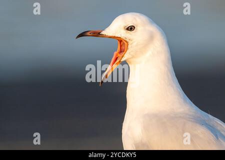 Close up headshot of Silver gull (Chroicocephalus novaehollandiae) with it's mouth wide open calling. Tin Can Bay, Queensland Australia Stock Photo