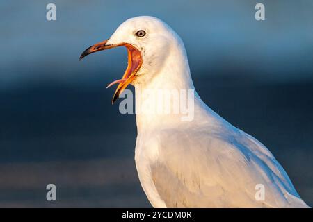 Close up headshot of Silver gull (Chroicocephalus novaehollandiae) with it's mouth wide open calling. Tin Can Bay, Queensland Australia Stock Photo
