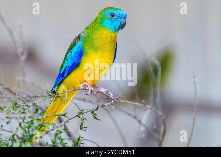 Turquoise Parrot (Neophema pulchella) perched on branch in aviary. Stock Photo