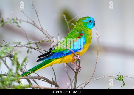 Turquoise Parrot (Neophema pulchella) perched on branch in aviary. Stock Photo