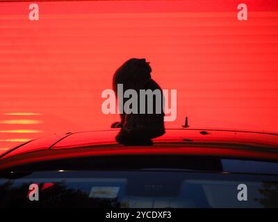 Cat sitting on the roof of a car at night, back lighted by red light. Stock Photo