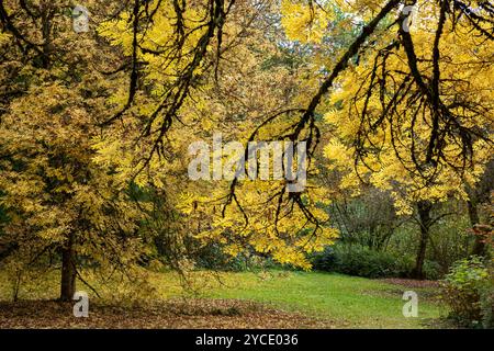 WA25809-00...WASHINGTON - The Narrow Leaved Ash, Fraxinus Angustifolia, in fall color the Washington Park Arboretum. Stock Photo