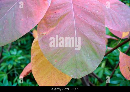 Closeup of American Smoketree (Cotinus obovatus) leaves turning color in autumn, Stock Photo