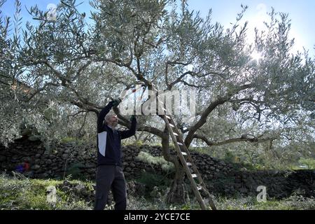 farmer is pruning olive tree in Sicily, Italy; to see the entire sequence of shots click on the TAG: 26022021pttrlbrlvncdllqul Stock Photo