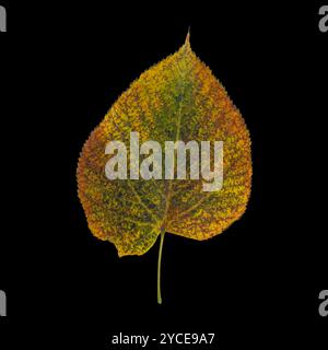 colorful autumnal poplar tree leaf isolated on black background Stock Photo