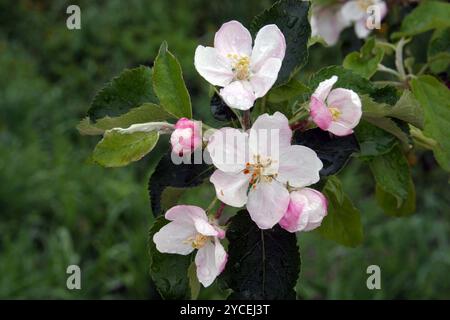 Close up of fruit flowers Stock Photo