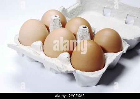 Eggs on Carton, Close Up against white background Stock Photo