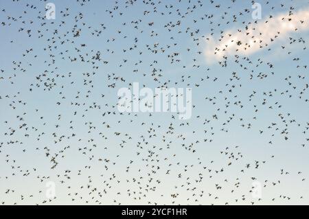 Many large cloud of mosquitoes against blue sky Stock Photo