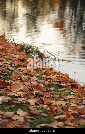 Fallen brown leaves on the bank of the park canal with reflections vertical orientation Stock Photo