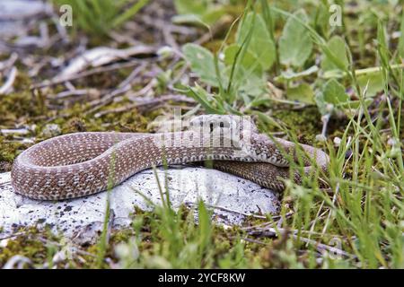 Aesculapian snake, Zamenis longissimus, Colubridae, juvenile livery, the specimen about 30 cm long Stock Photo